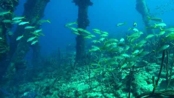 School of fish under the pier