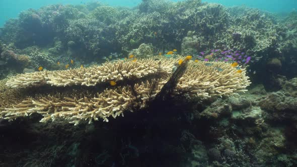 The Underwater World of a Coral Reef