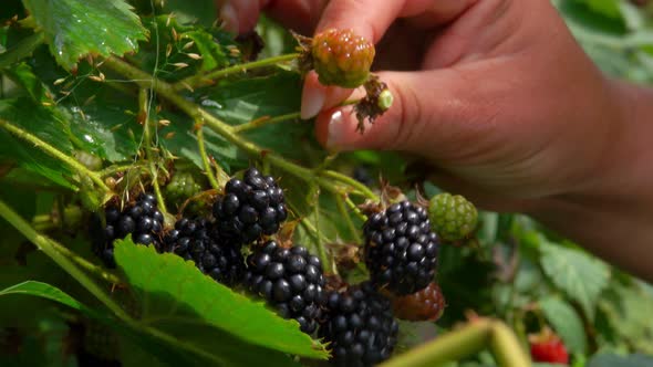 Female Hands are Taking Juicy Ripe Blackberries From the Branches