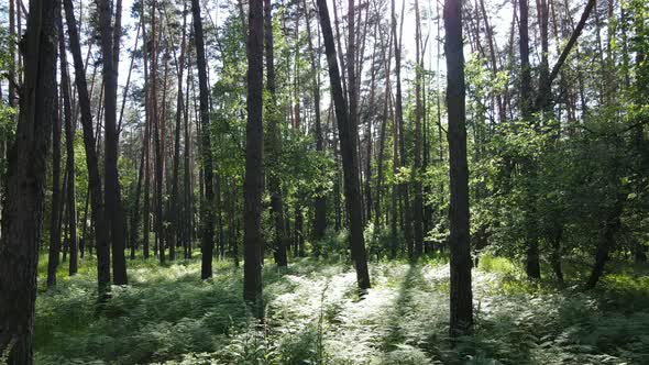 Trees in the Forest By Summer Day