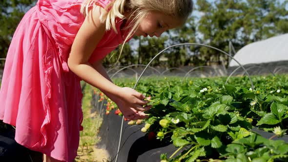 Girls picking strawberries in the farm 4k