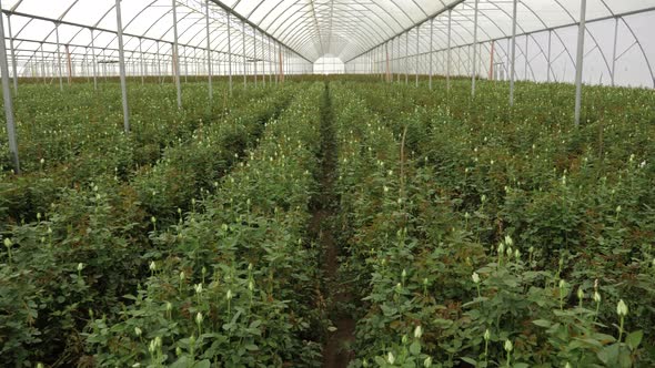 Wide View Of  A Green House With Flowers