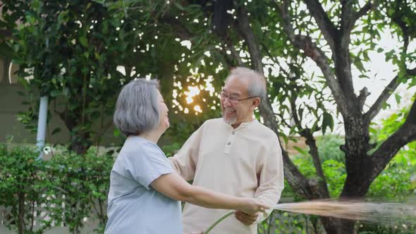 Asian Senior couple use hose to watering Plants, doing gardening outdoors together at home.