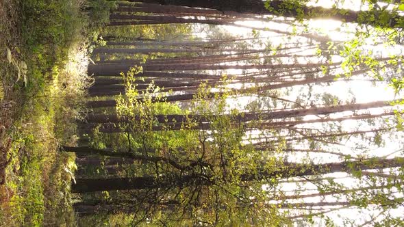 Vertical Video of the Forest on an Autumn Day Slow Motion