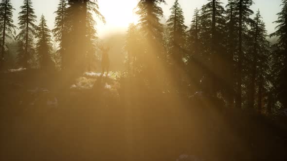 Deer Male in Forest at Sunset alt