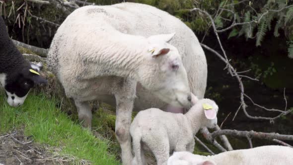 Norwegian breed adult sheep expelling small suffolk lamb_slomo