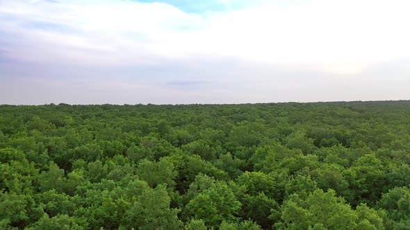 Aerial view above green scenery in summer.
