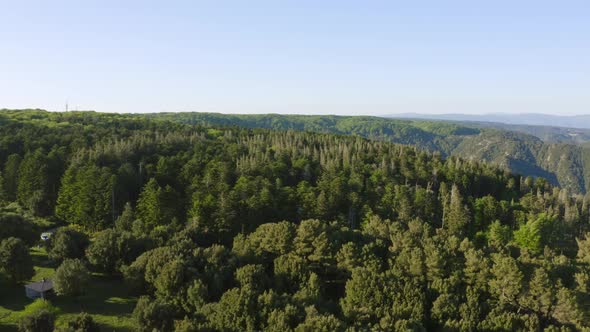 Aerial view of green tree tops in the mountains