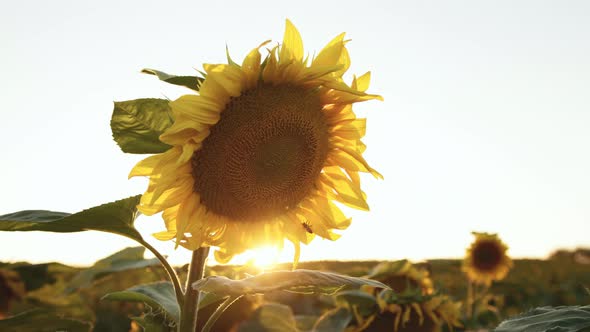 Closeup of a Sunflower with a Bee Sitting on It