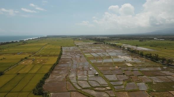 Rice Terraces on Bali