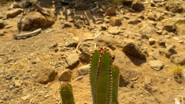 Tip of Spiked Cactus on Sunny Day Surrounded by Dry Rocks