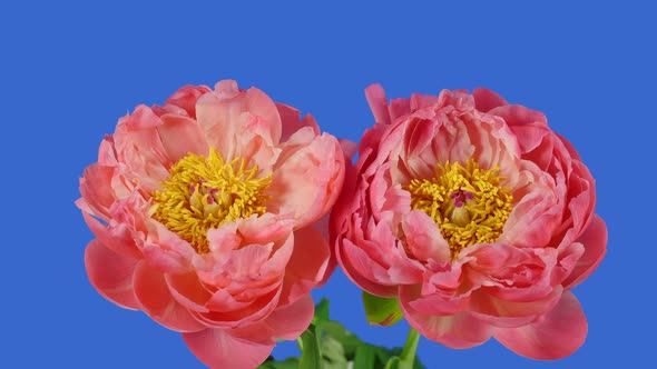 Opening Pink Peony Flowers on Chroma Key Background