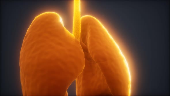 3d Animation of Human Lungs alt