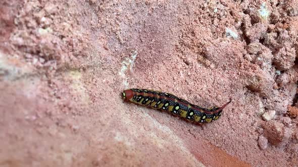 Larva Hyles Euphorbiae the Spurge Hawkmoth