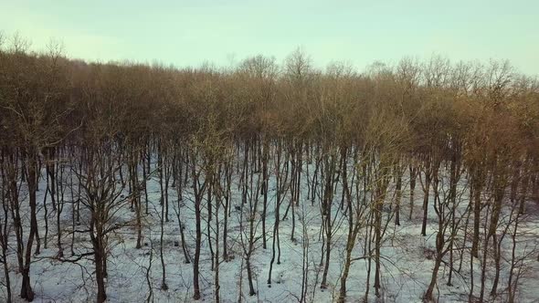 Aerial view of bare winter forest.