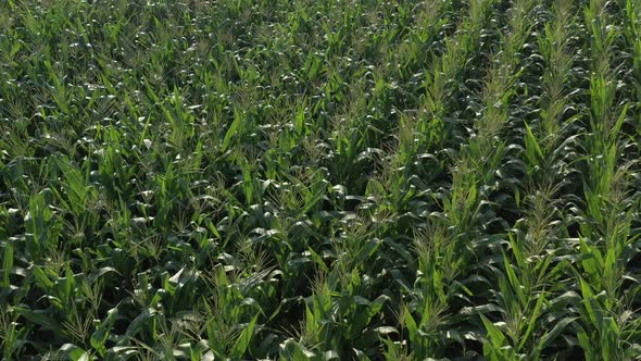 Above tassels of green maize crop 4K drone footage