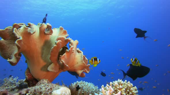 Flower Sea Clownfish