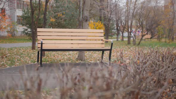 Wooden Bench in Small Park with Fallen Dry Leaves on Lawns