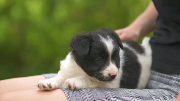 Close up of a woman holding small puppy on her lap.