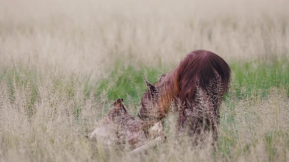 Spotted Brown Hyena Feeding A Dead Carcass in Grass Field - Closeup Shot