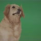 Golden Retriever Hunter Bird Dog Green Screen Animal Cating The Food Isolated On Green Screen  - VideoHive Item for Sale