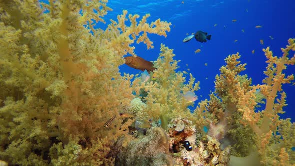 Underwater Garden