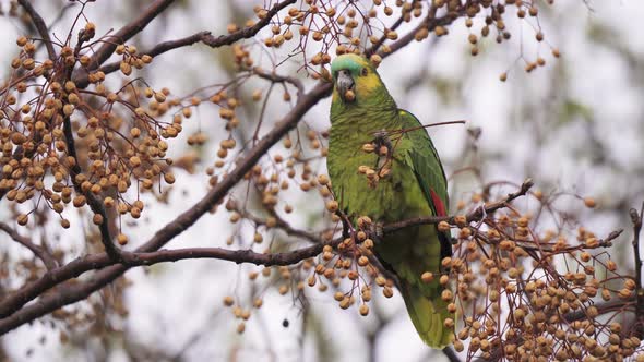 Wildlife landscape of a turquoise fronted amazon, amazona aestiva; perched on the tree branch with o