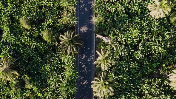 Aerial view coconut and sugar canne plantation in Santiago - Cape verde - Cabo verde