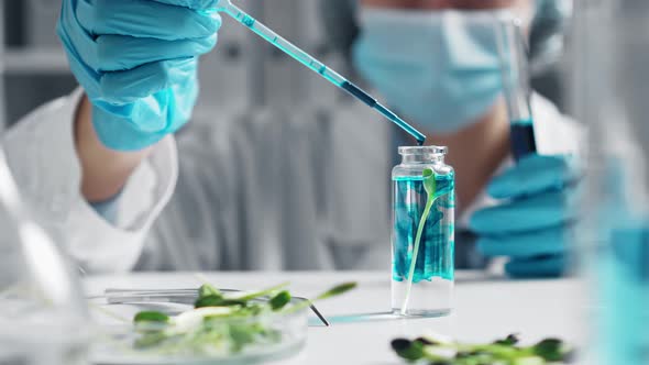 Young Woman Laboratory Assistant Examines  Sprouts Drips Reagent Into Test Tube. Root Research