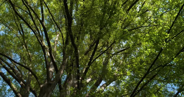 Japanese zelkova known as Japanese elm or keyaki