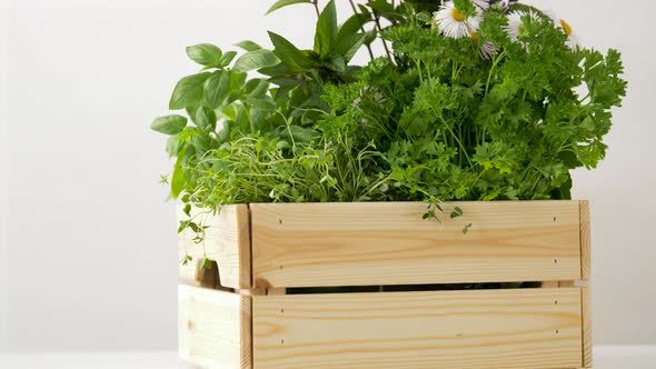Green Herbs or Spices in Wooden Box on Table