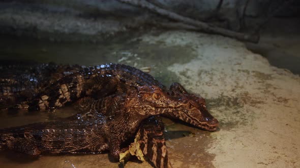 Group of caiman lizards waiting for food