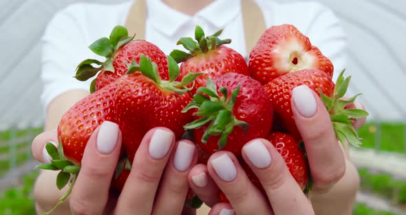 Close Up of Sweet Ripe Strawberries in Female Hands