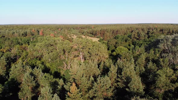 Aerial View on Pine Forest. Wood Park with Green Trees. View From Above