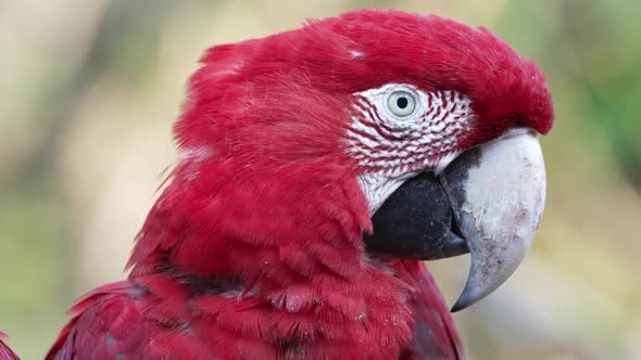 Close-up shot of curious Red-and-Green Macaw, staring straight at camera