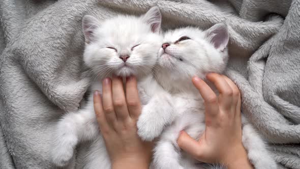 Children's Hands Stroke and Scratch Two White Fluffy and Cute Kittens of the British Relaxing