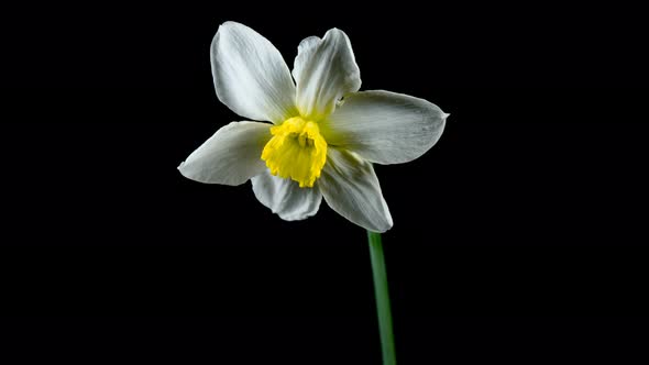 Single daffodil flower blooming in time lapse