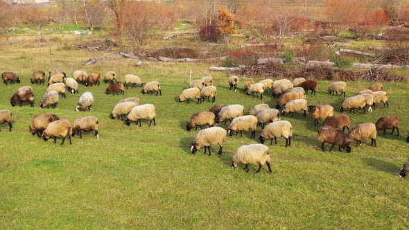 Sheep grazing outdoors. Herd of white and brown sheep feeding on a meadow. 