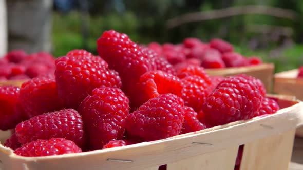 Hand Take a Juicy Red Raspberry From the Basket