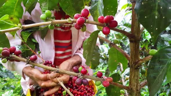 Farmer picking coffee