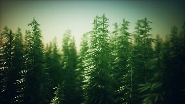 Field of Green Medial Cannabis