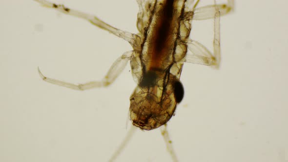 Mayfly Nymph Under The Microscope