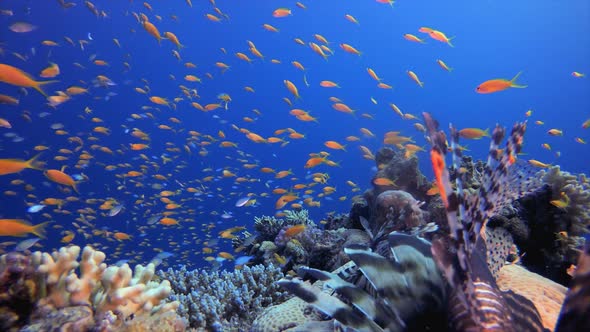 Underwater Sea Water Tropical Life