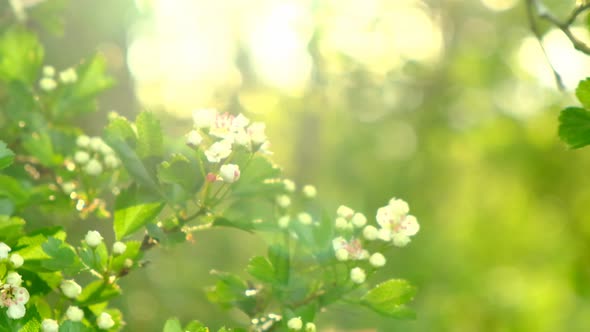 Spring.Blooming white branches. Spring flowering trees and sun glare