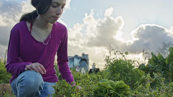 Girl picking an organic lettuce in a small vegetable garden