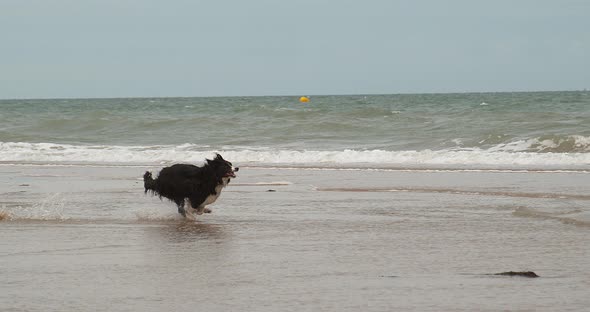 Border Collie Dog, Male Running on the Beach, Normandy, Slow Motiion 4K