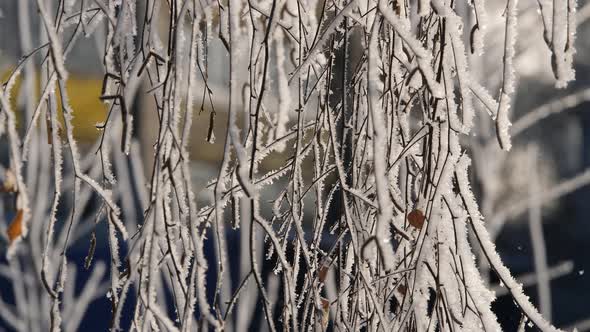 Snowflakes Fall From the Snow-covered Branches of the Tree