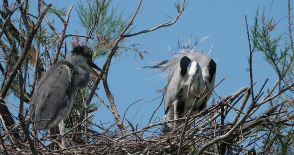 Grey heron, Ardea cinerea, Camargue,  ornithological park of Pont de Gau France