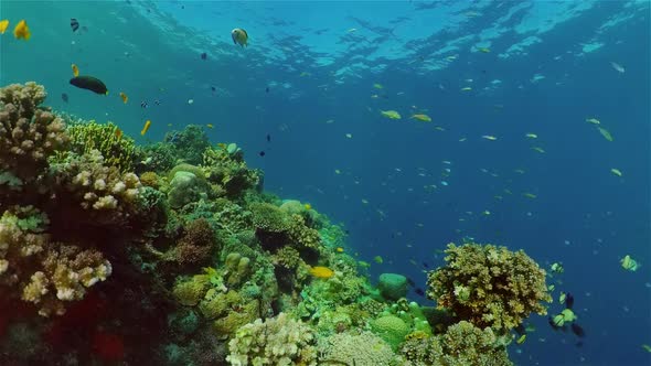 Coral Reef and Tropical Fish