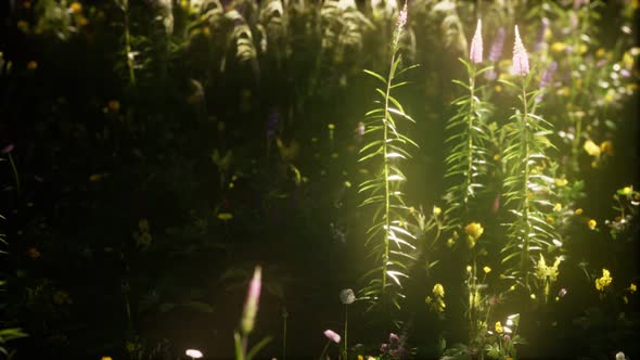 Wild Flowers in the Field